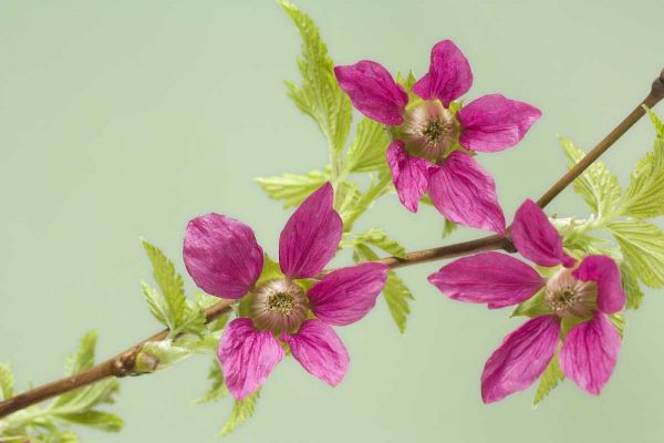 USA,WA, Salmonberry blossoms on branch in spring